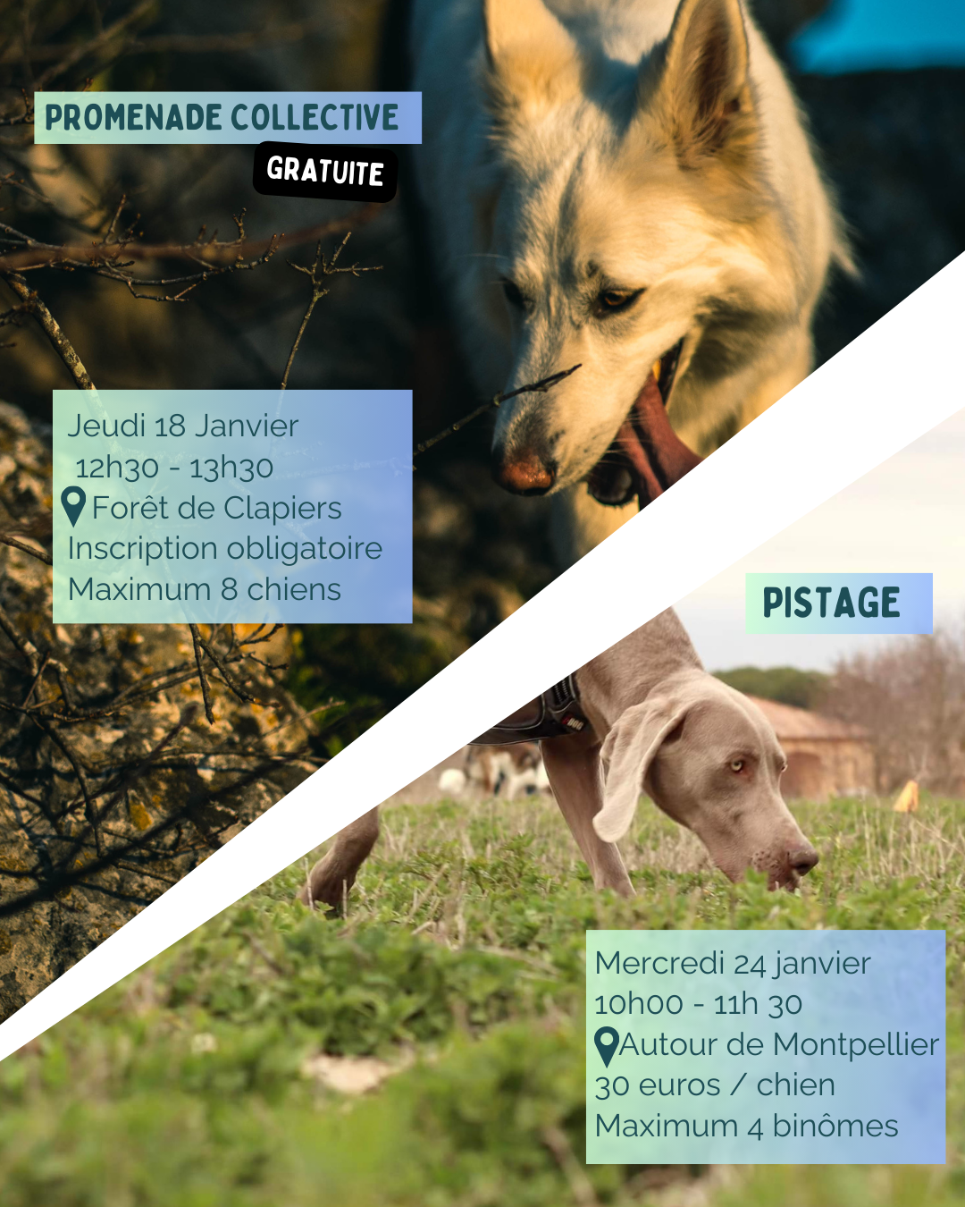 Promenade collective chien et stage de pistage mantrailing à Montpellier
